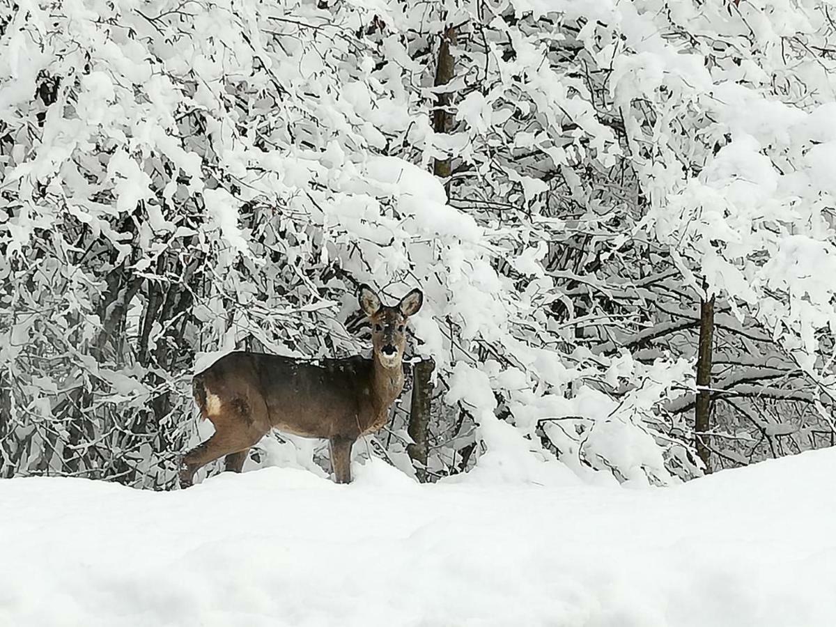 Brunarica Na Goreljeku Бохінь Екстер'єр фото